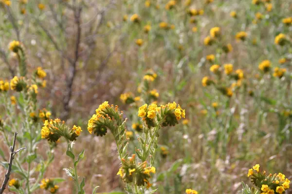 Gorman, about 14 miles from Hikertown